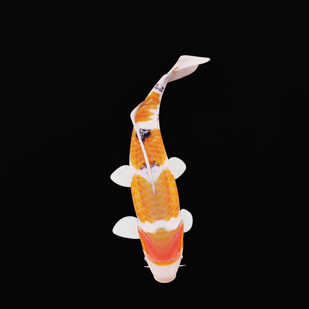Nishikigoi Koi Fish 3D Model – Low Poly Game Asset, FBX, PBR Textures - View 13