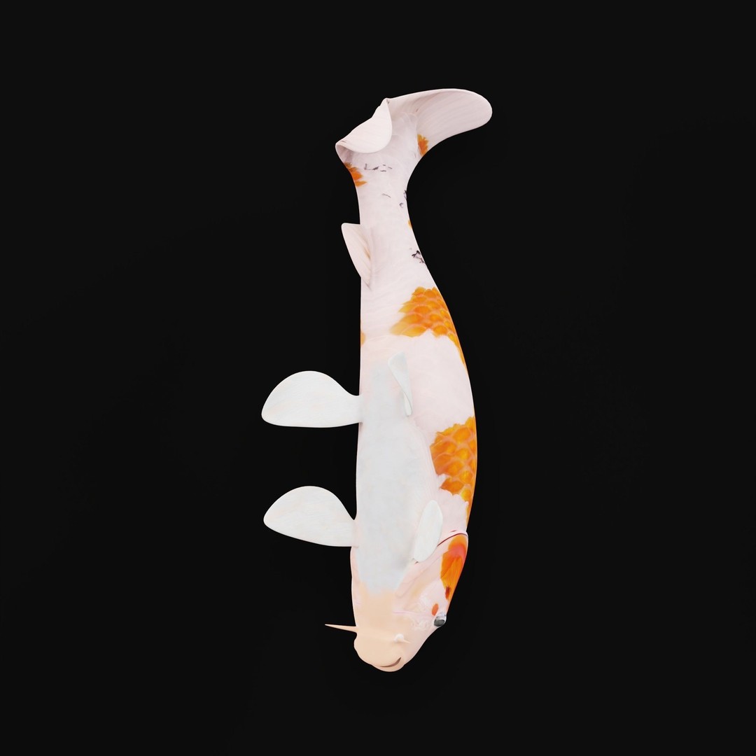 Nishikigoi Koi Fish 3D Model – Low Poly Game Asset, FBX, PBR Textures - View 15
