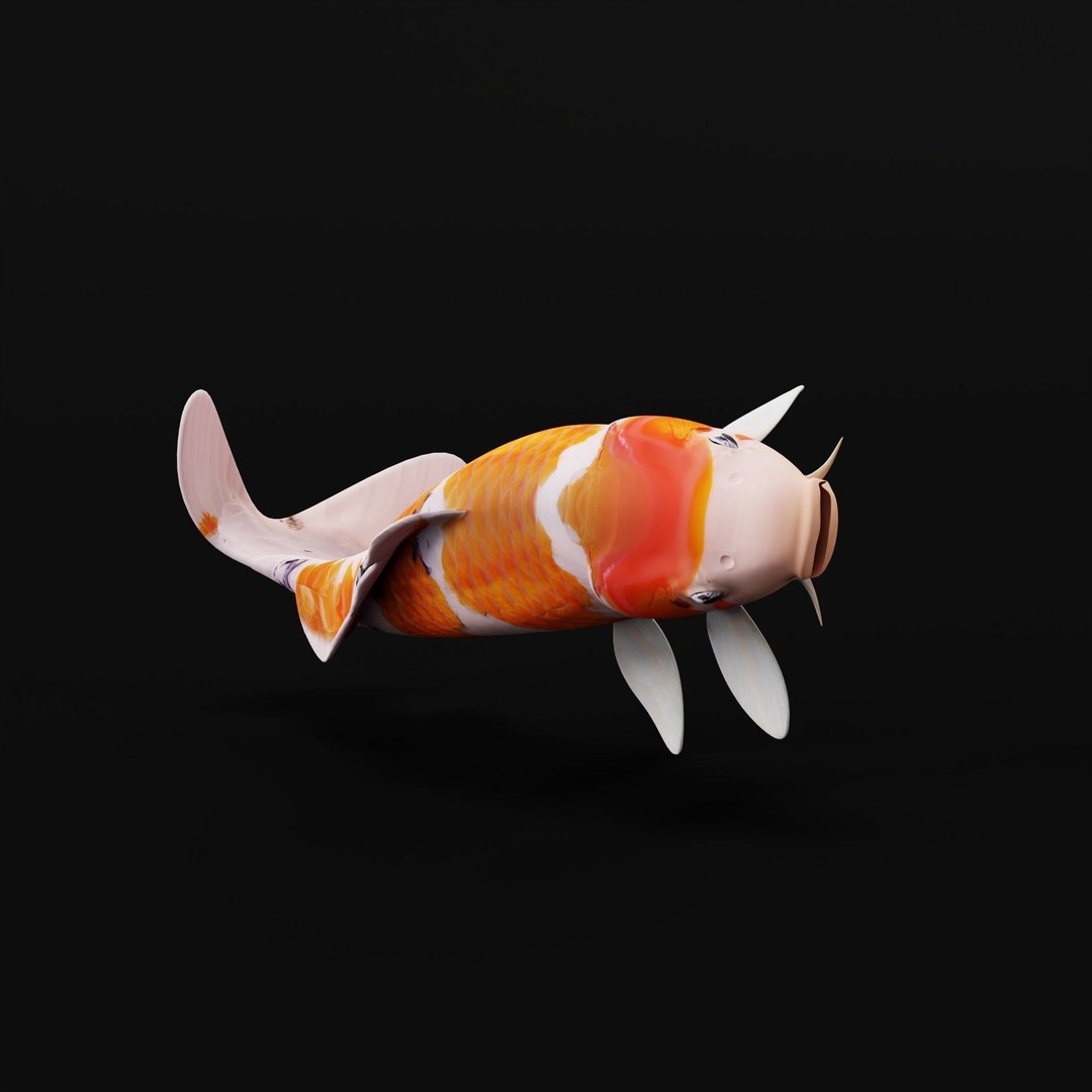Nishikigoi Koi Fish 3D Model – Low Poly Game Asset, FBX, PBR Textures - View 16