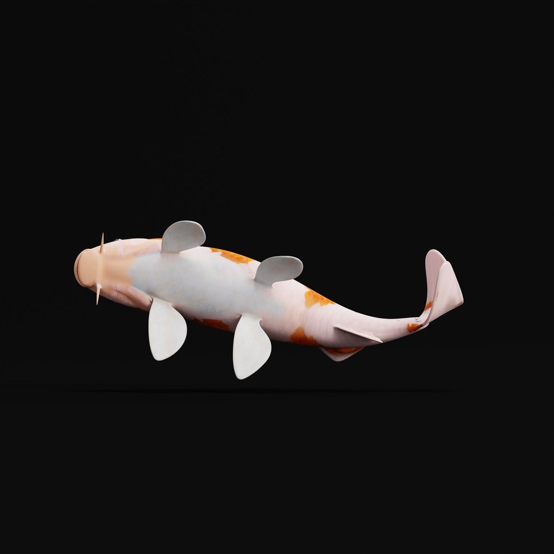 Nishikigoi Koi Fish 3D Model – Low Poly Game Asset, FBX, PBR Textures - View 17