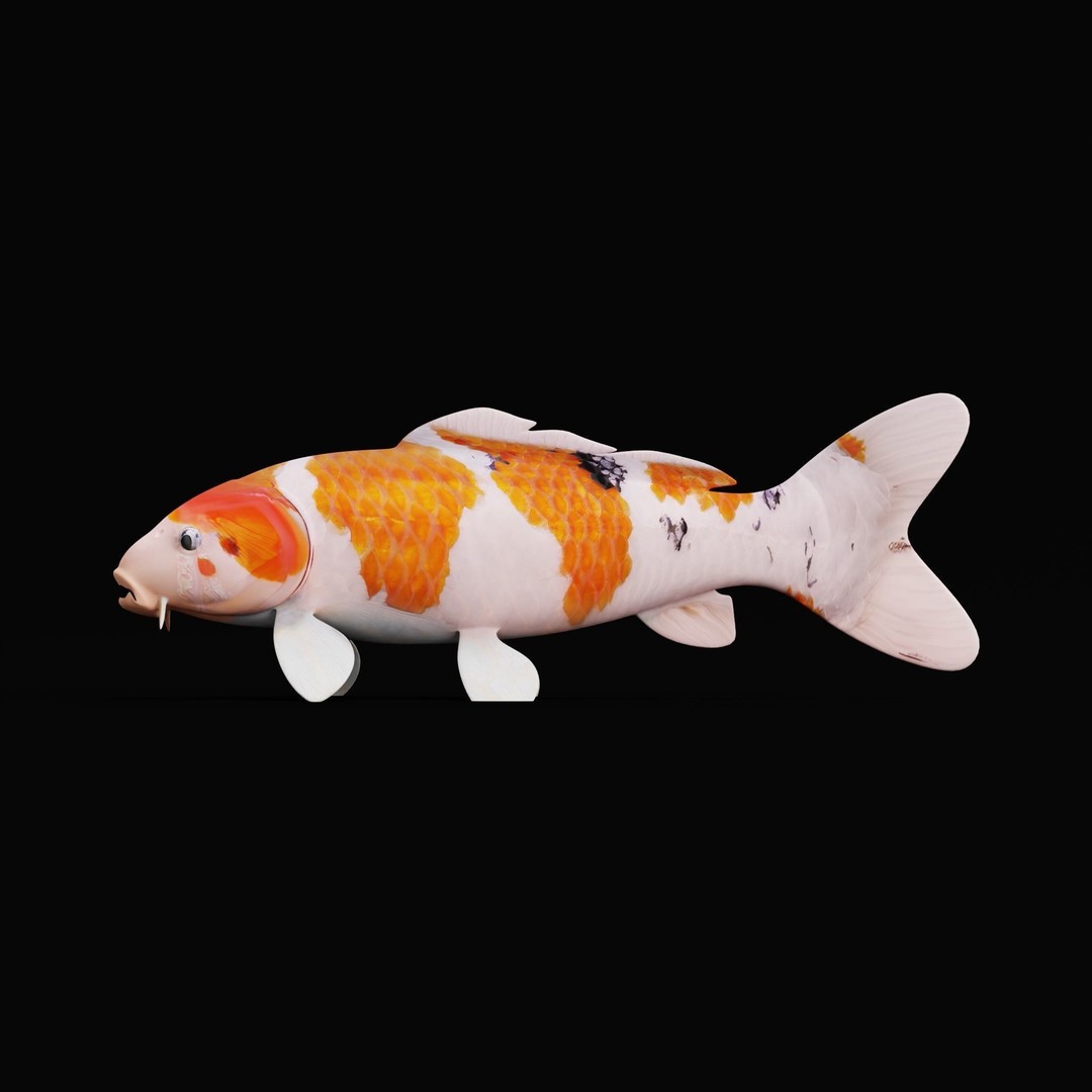Nishikigoi Koi Fish 3D Model – Low Poly Game Asset, FBX, PBR Textures - View 18