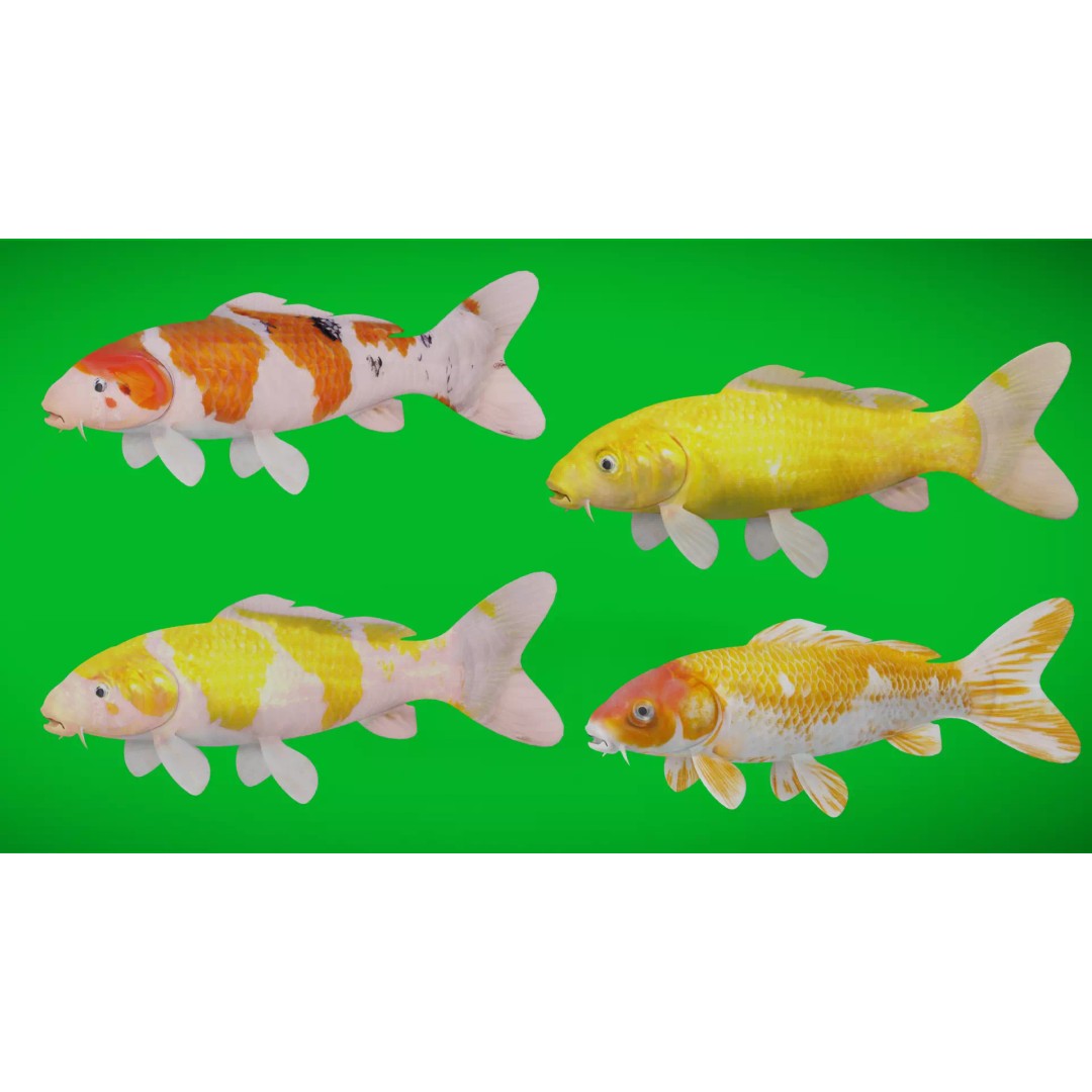 Nishikigoi Koi Fish 3D Model – Low Poly Game Asset, FBX, PBR Textures - View 2