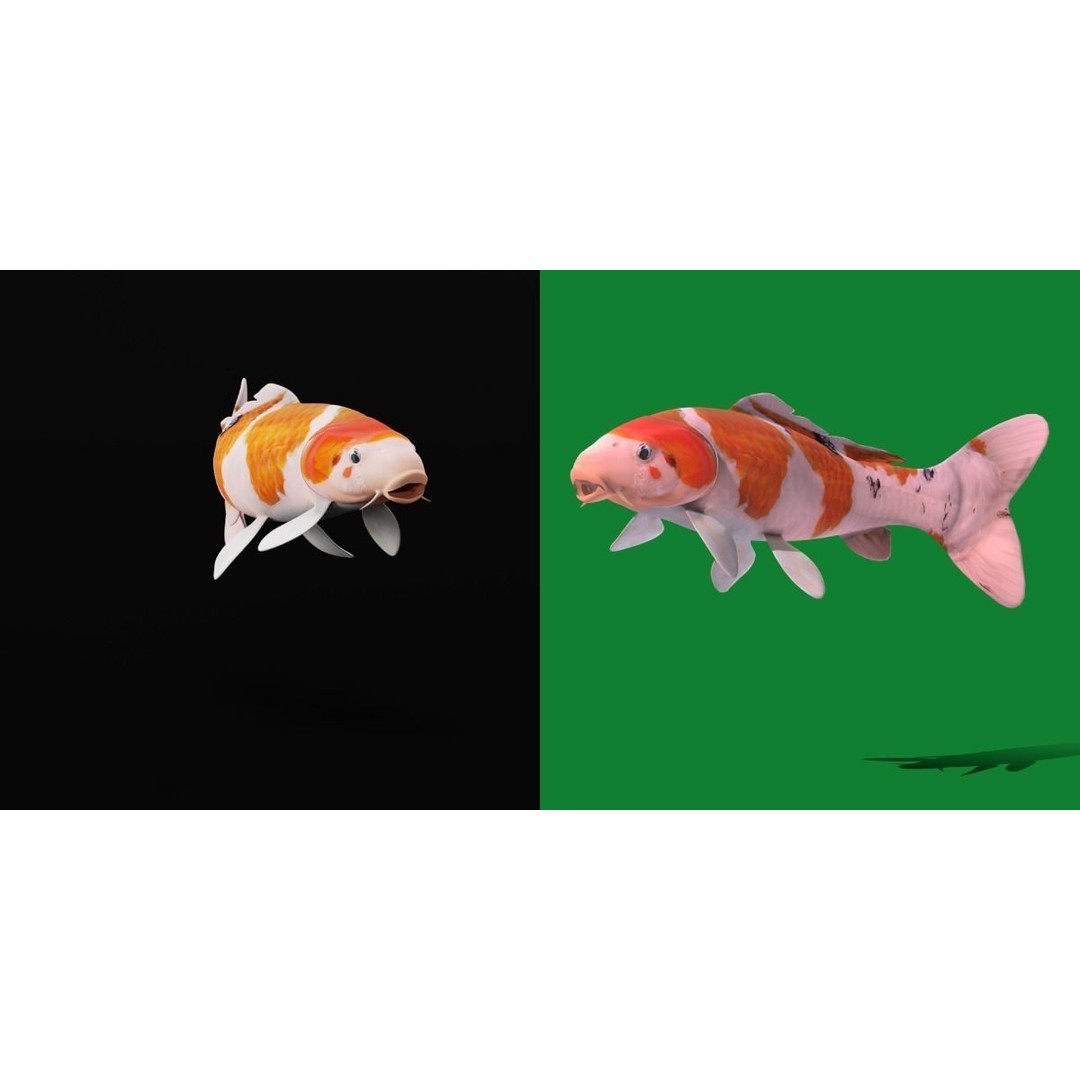 Nishikigoi Koi Fish 3D Model – Low Poly Game Asset, FBX, PBR Textures - View 20