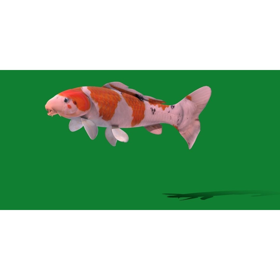 Nishikigoi Koi Fish 3D Model – Low Poly Game Asset, FBX, PBR Textures - View 21