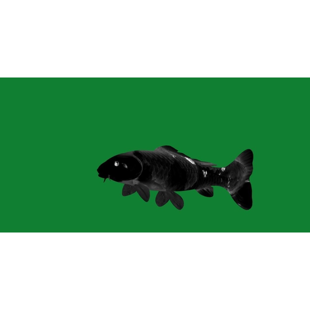 Nishikigoi Koi Fish 3D Model – Low Poly Game Asset, FBX, PBR Textures - View 23