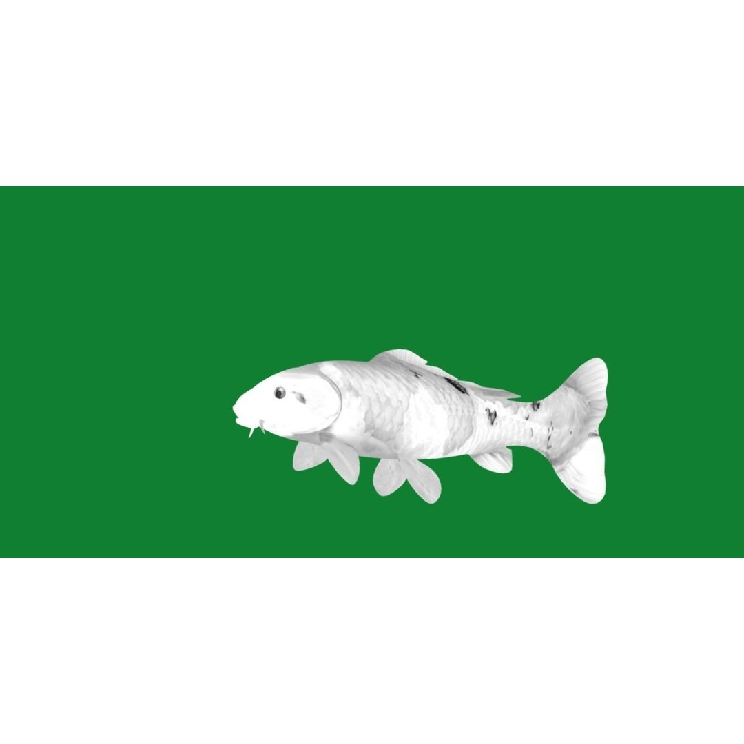Nishikigoi Koi Fish 3D Model – Low Poly Game Asset, FBX, PBR Textures - View 24