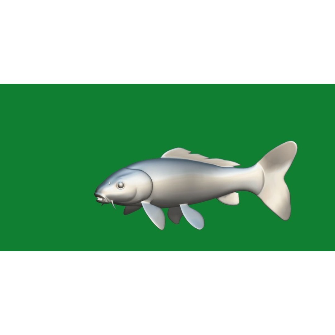 Nishikigoi Koi Fish 3D Model – Low Poly Game Asset, FBX, PBR Textures - View 25