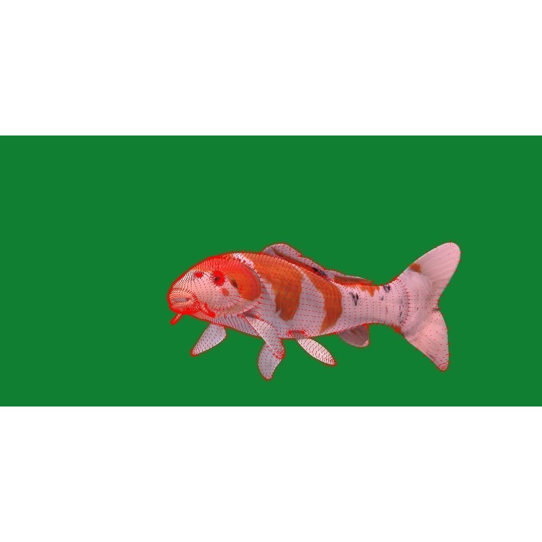 Nishikigoi Koi Fish 3D Model – Low Poly Game Asset, FBX, PBR Textures - View 29