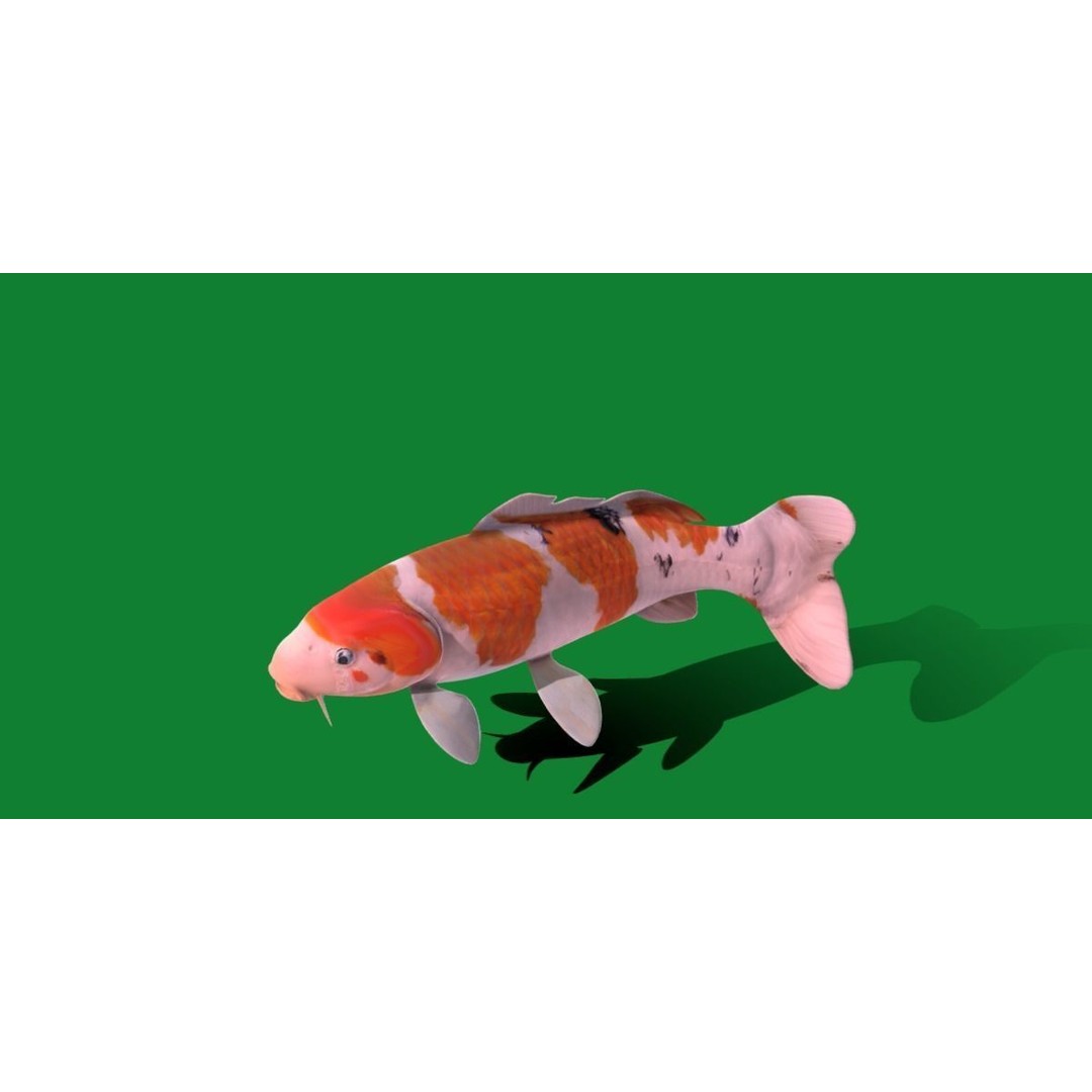 Nishikigoi Koi Fish 3D Model – Low Poly Game Asset, FBX, PBR Textures - View 32