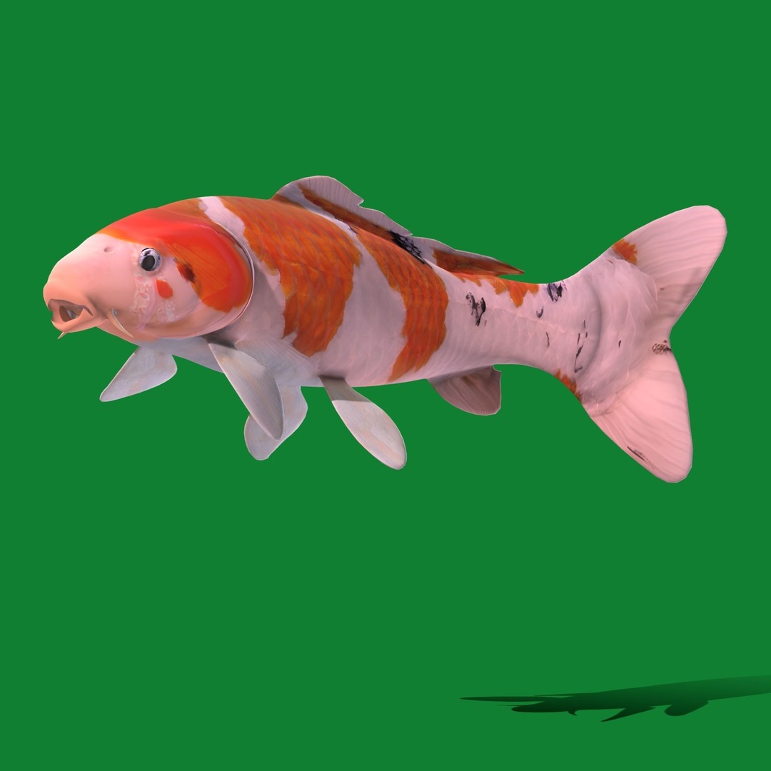Nishikigoi Koi Fish 3D Model – Low Poly Game Asset, FBX, PBR Textures - View 33