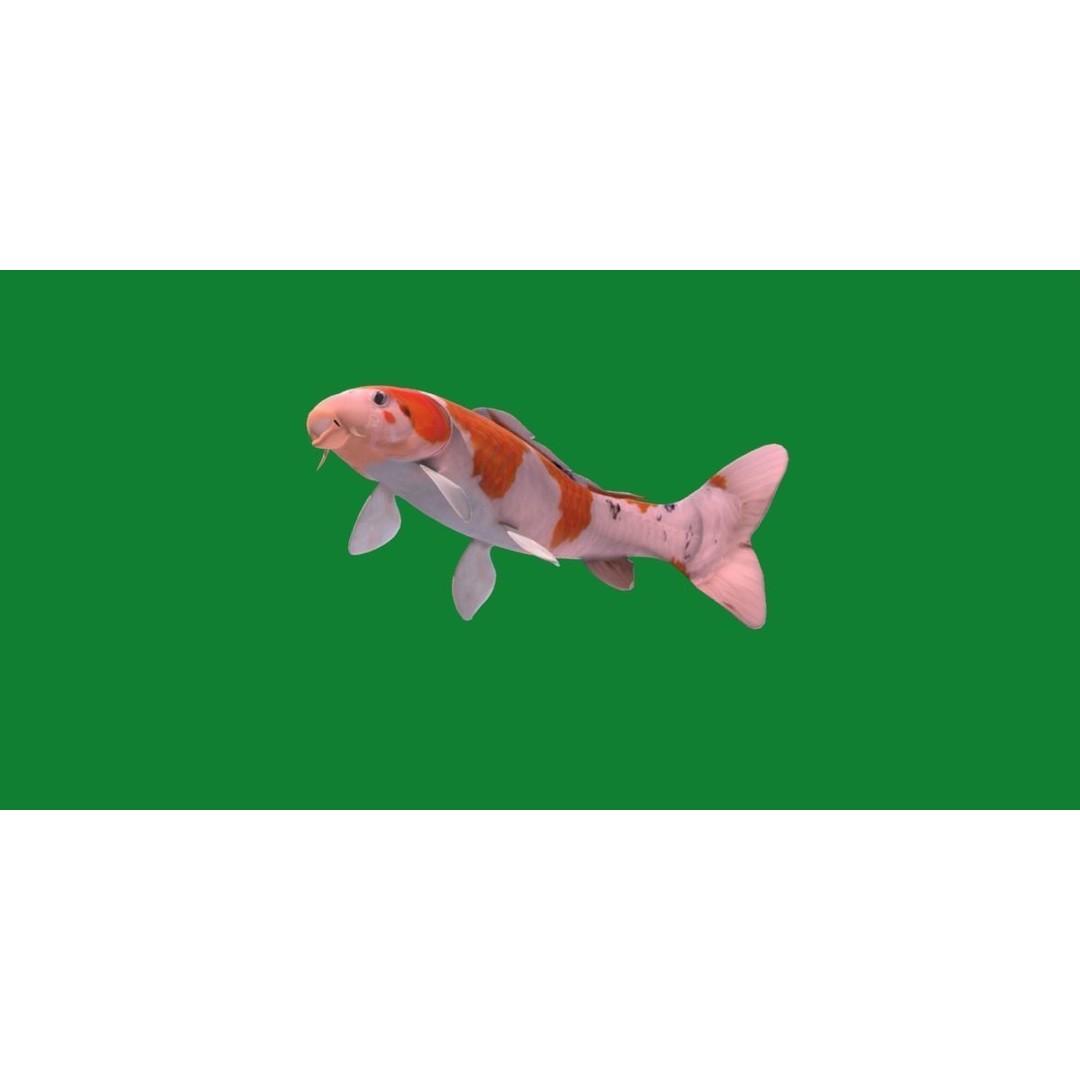 Nishikigoi Koi Fish 3D Model – Low Poly Game Asset, FBX, PBR Textures - View 34