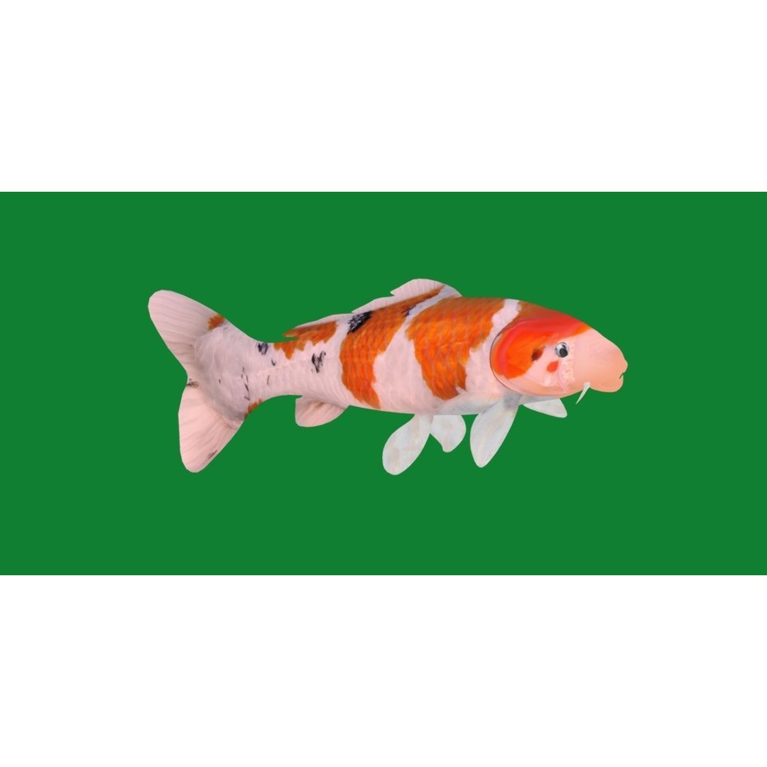Nishikigoi Koi Fish 3D Model – Low Poly Game Asset, FBX, PBR Textures - View 37