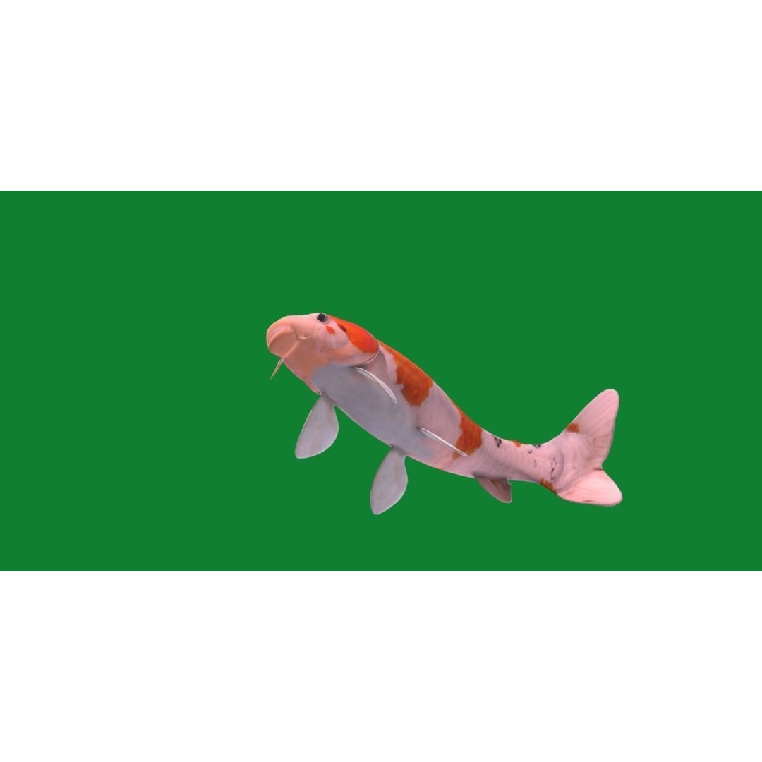 Nishikigoi Koi Fish 3D Model – Low Poly Game Asset, FBX, PBR Textures - View 39