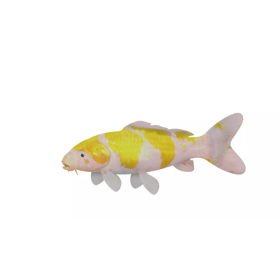 Nishikigoi Koi Fish 3D Model – Low Poly Game Asset, FBX, PBR Textures - View 4