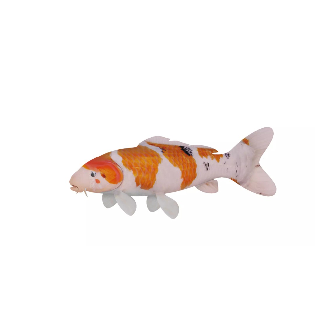 Nishikigoi Koi Fish 3D Model – Low Poly Game Asset, FBX, PBR Textures - View 5