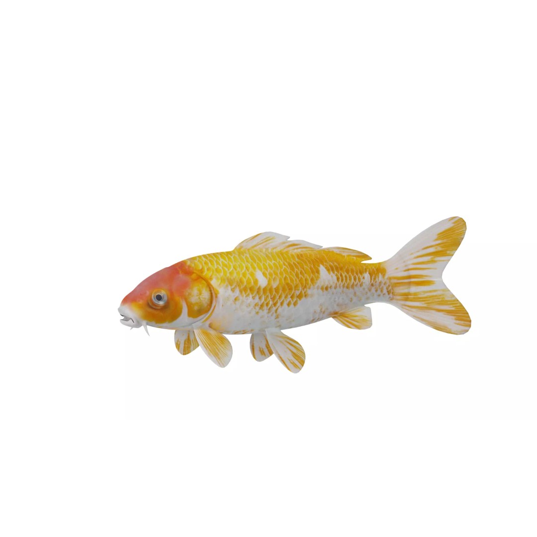 Nishikigoi Koi Fish 3D Model – Low Poly Game Asset, FBX, PBR Textures - View 6
