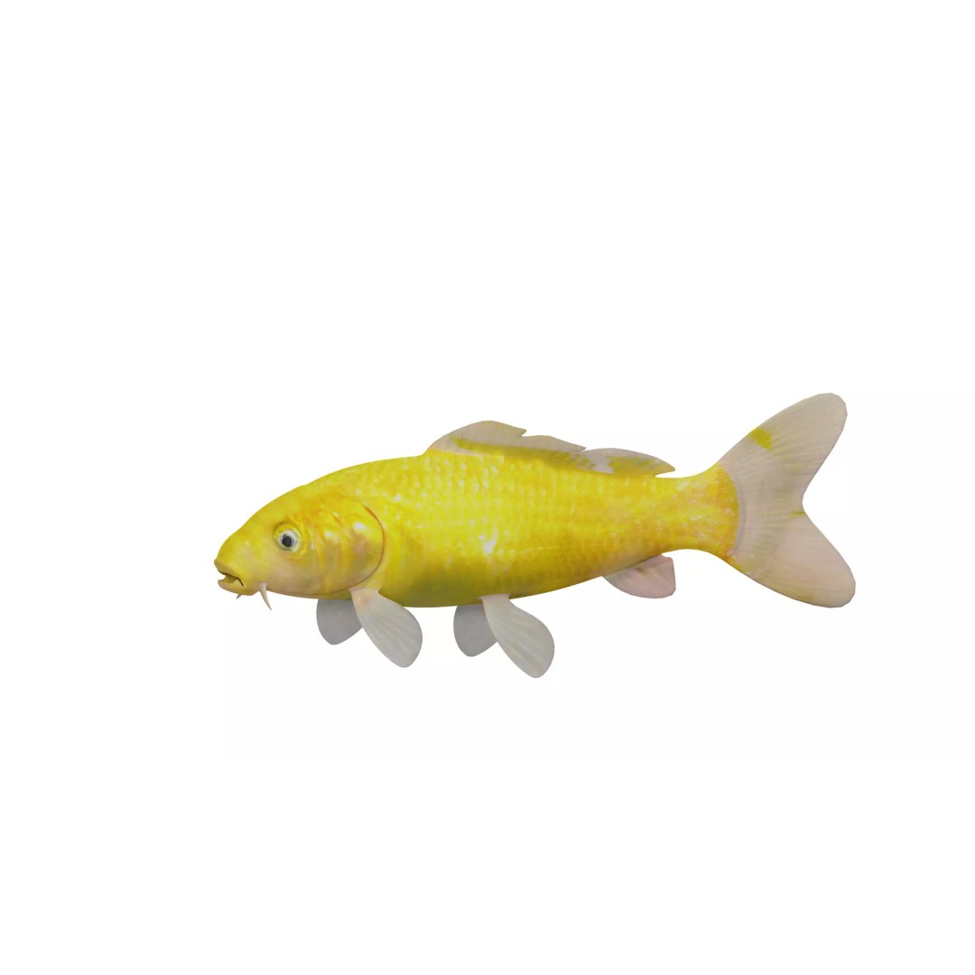 Nishikigoi Koi Fish 3D Model – Low Poly Game Asset, FBX, PBR Textures - View 7