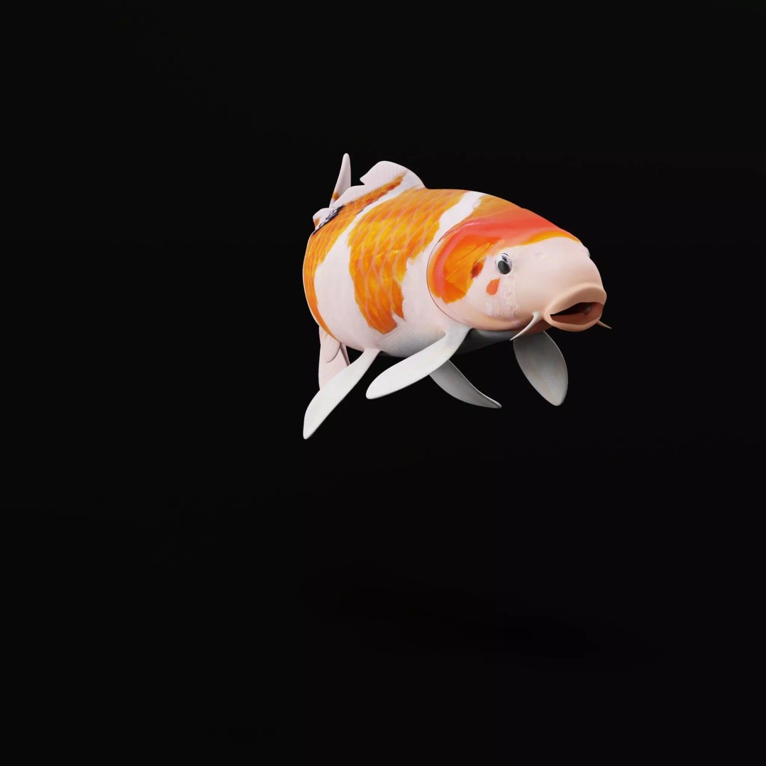 Nishikigoi Koi Fish 3D Model – Low Poly Game Asset, FBX, PBR Textures - View 9