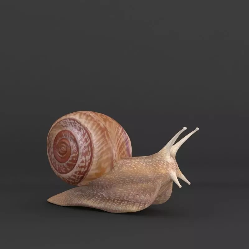 Realistic Snail 3D Model – High Poly PBR Texture Game Asset, FBX - View 2