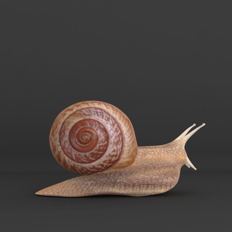 Realistic Snail 3D Model – High Poly PBR Texture Game Asset, FBX - View 3