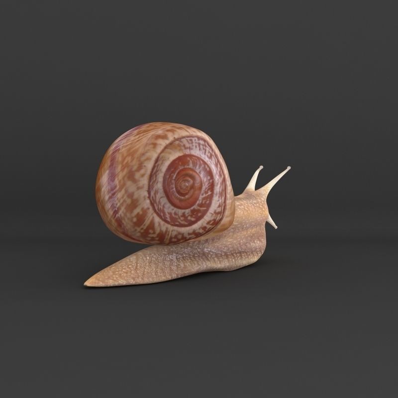 Realistic Snail 3D Model – High Poly PBR Texture Game Asset, FBX - View 4