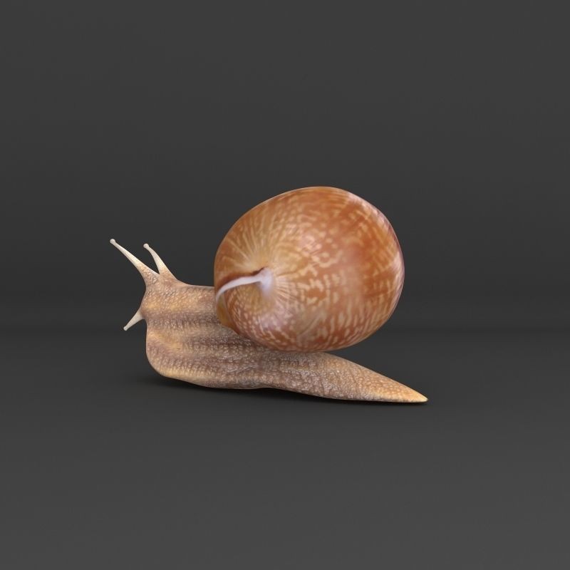 Realistic Snail 3D Model – High Poly PBR Texture Game Asset, FBX - View 5