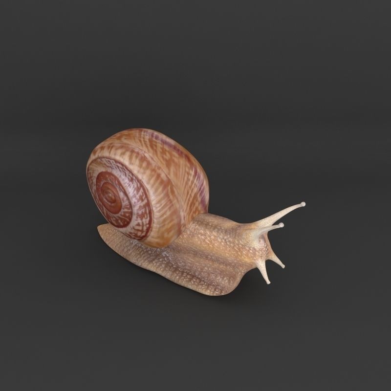 Realistic Snail 3D Model – High Poly PBR Texture Game Asset, FBX - View 6