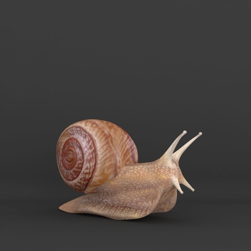 Realistic Snail 3D Model – High Poly PBR Texture Game Asset, FBX - View 7