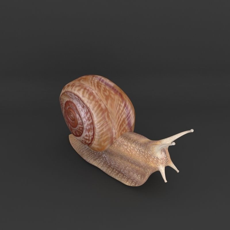 Realistic Snail 3D Model – High Poly PBR Texture Game Asset, FBX - View 8