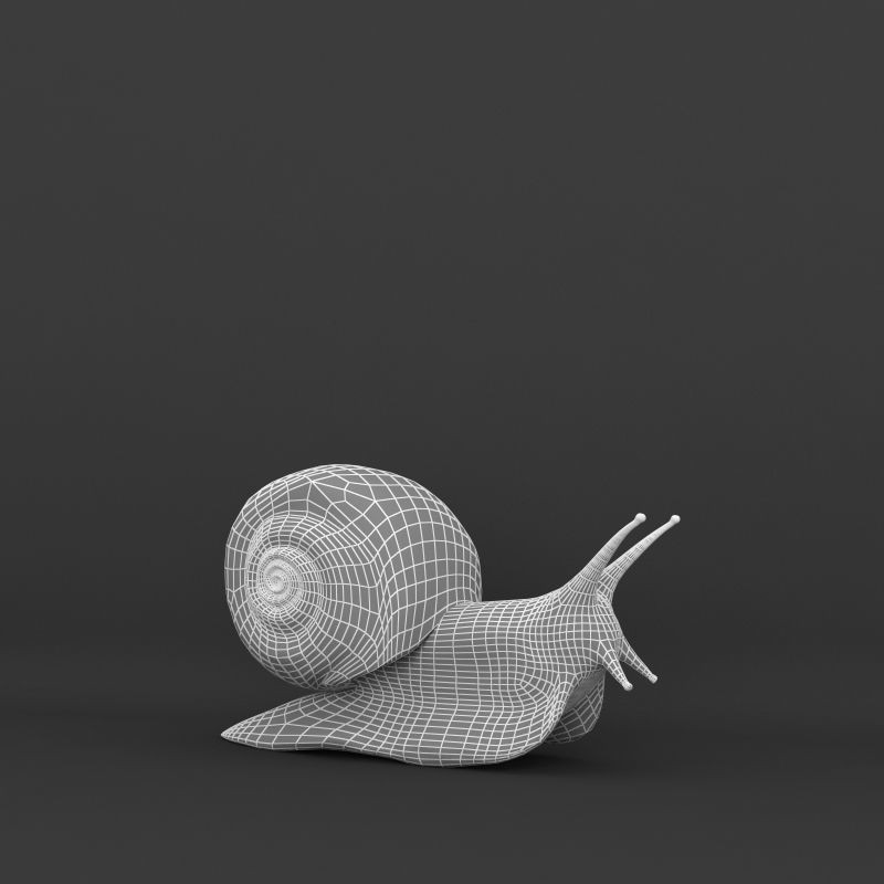 Realistic Snail 3D Model – High Poly PBR Texture Game Asset, FBX - View 9