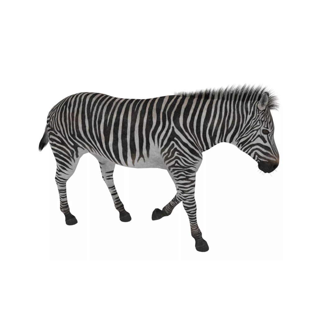 Zebra Adult Walking Fur 3D Model – Realistic Animal, PBR Textures, Maya