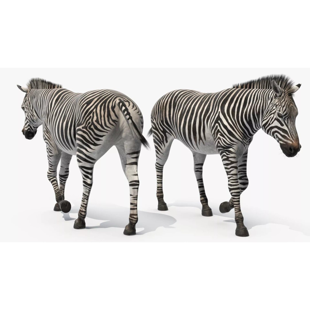 Zebra Adult Walking Fur 3D Model – Realistic Animal, PBR Textures, Maya - View 10