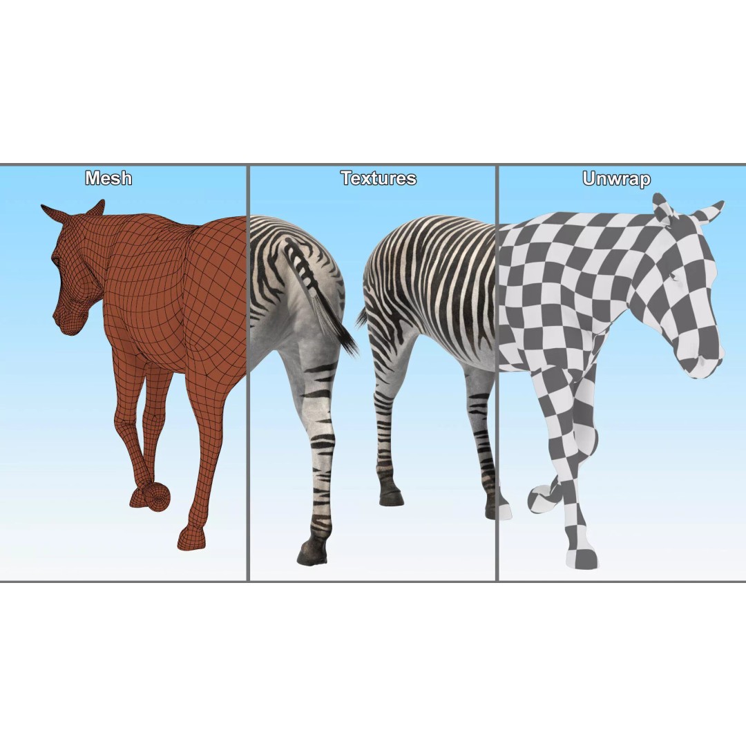 Zebra Adult Walking Fur 3D Model – Realistic Animal, PBR Textures, Maya - View 11
