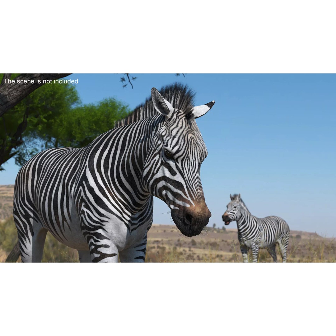 Zebra Adult Walking Fur 3D Model – Realistic Animal, PBR Textures, Maya - View 2