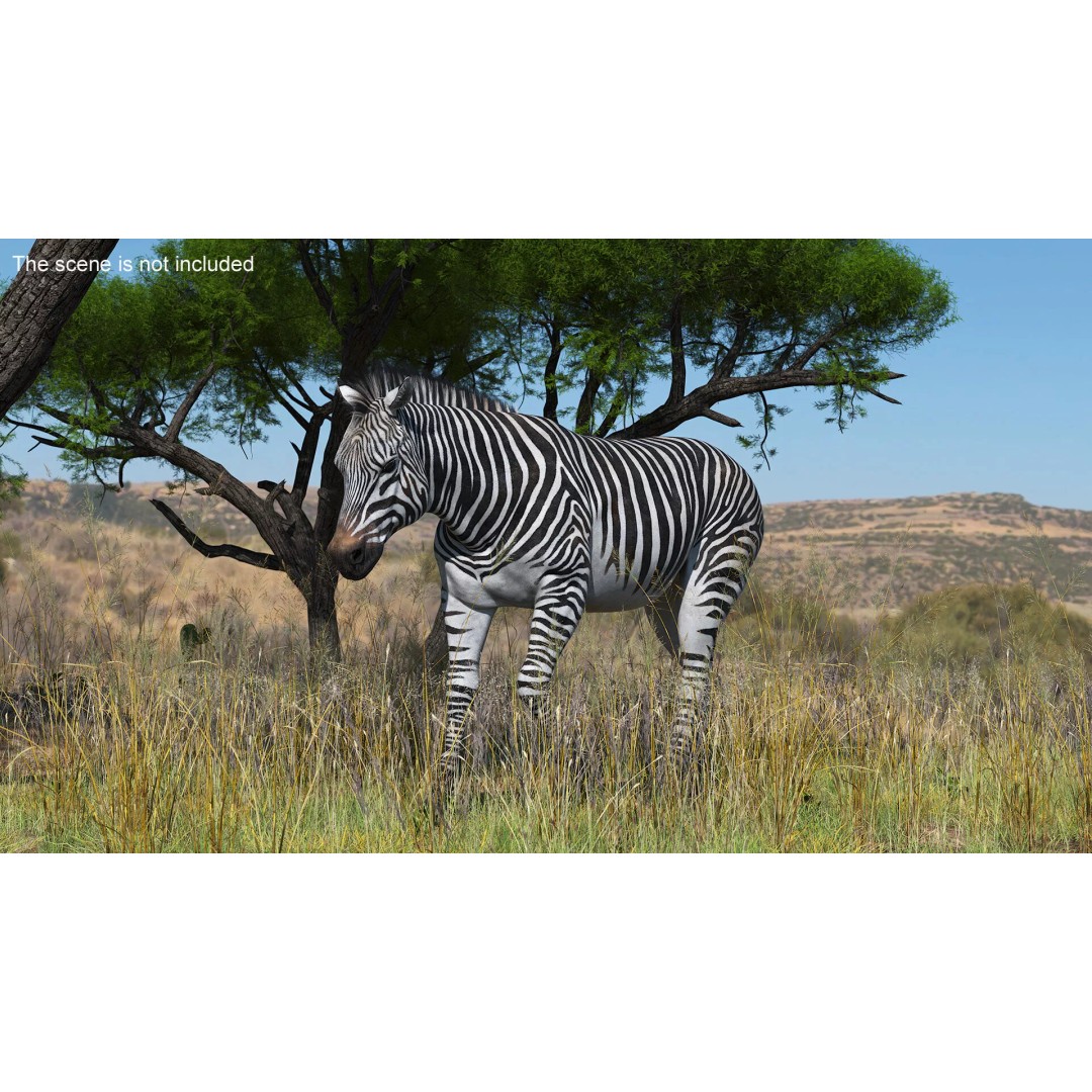 Zebra Adult Walking Fur 3D Model – Realistic Animal, PBR Textures, Maya - View 4
