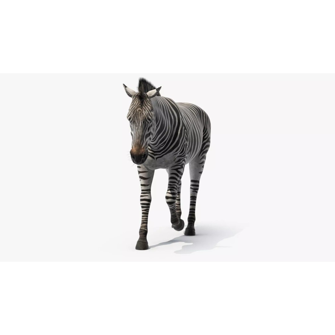 Zebra Adult Walking Fur 3D Model – Realistic Animal, PBR Textures, Maya - View 6