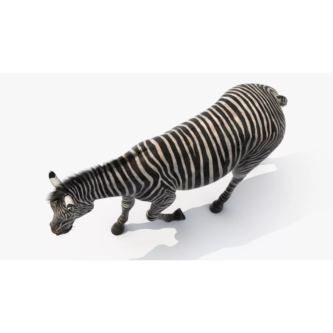 Zebra Adult Walking Fur 3D Model – Realistic Animal, PBR Textures, Maya - View 7