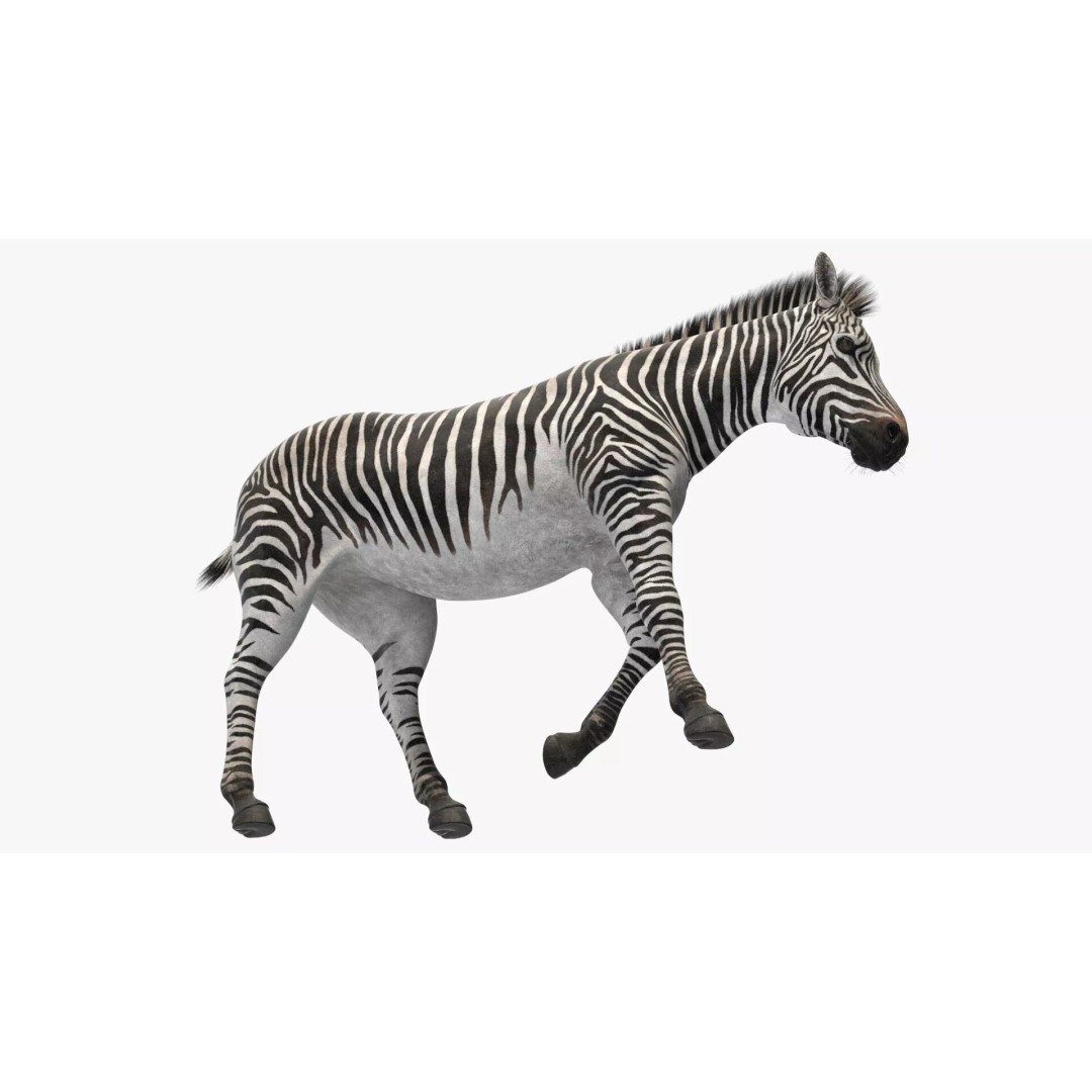 Zebra Adult Walking Fur 3D Model – Realistic Animal, PBR Textures, Maya - View 8