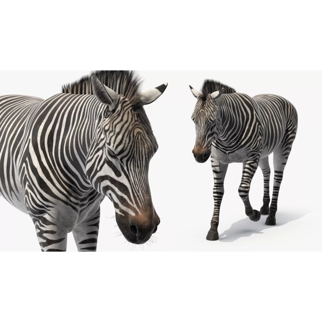 Zebra Adult Walking Fur 3D Model – Realistic Animal, PBR Textures, Maya - View 9