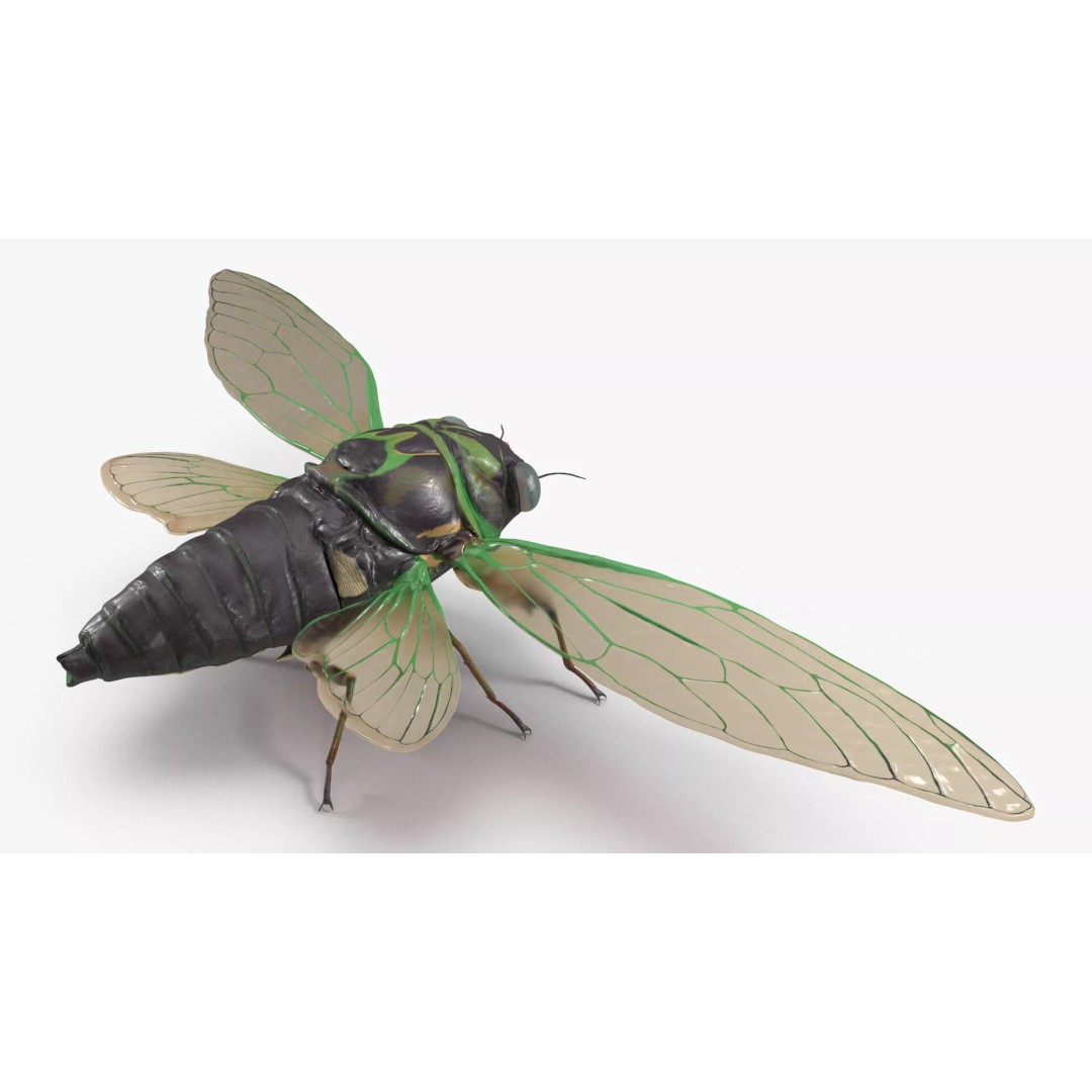 Cicada 3D Model – High Quality Polygonal Insect Asset, PBR Textures - View 10