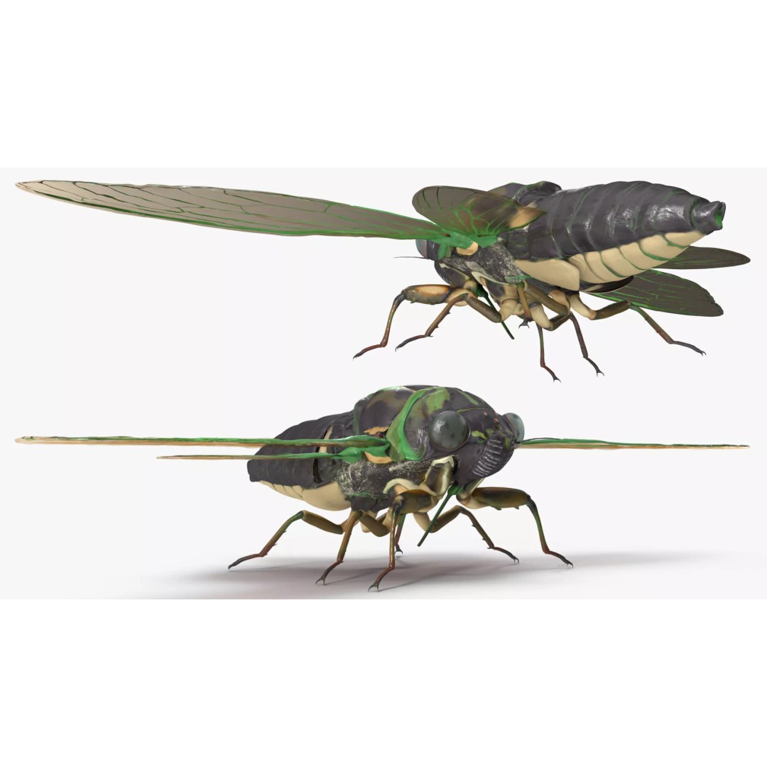 Cicada 3D Model – High Quality Polygonal Insect Asset, PBR Textures - View 11
