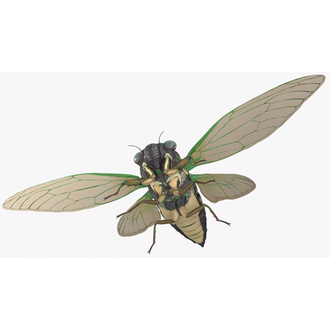 Cicada 3D Model – High Quality Polygonal Insect Asset, PBR Textures - View 12