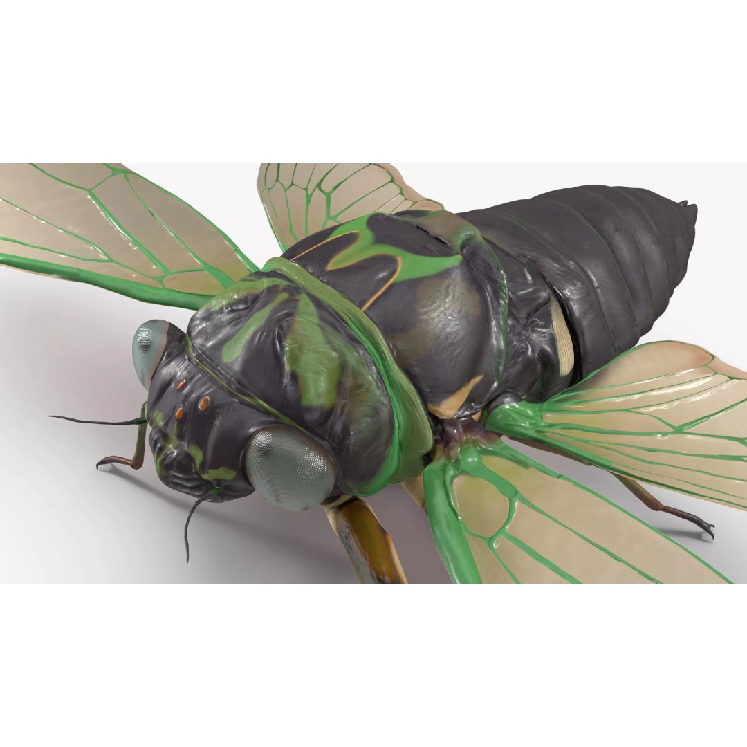 Cicada 3D Model – High Quality Polygonal Insect Asset, PBR Textures - View 13