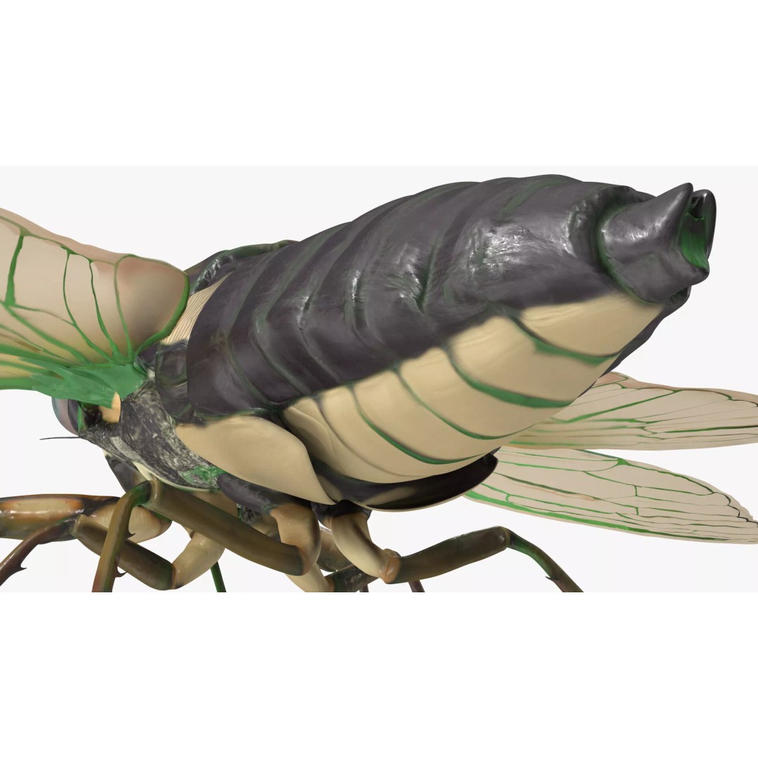 Cicada 3D Model – High Quality Polygonal Insect Asset, PBR Textures - View 14