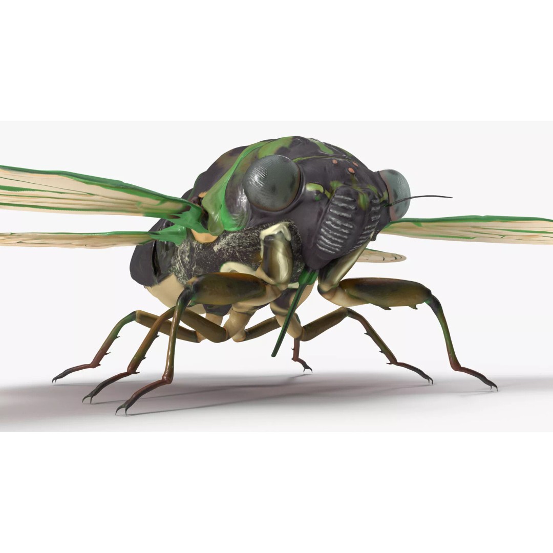 Cicada 3D Model – High Quality Polygonal Insect Asset, PBR Textures - View 15