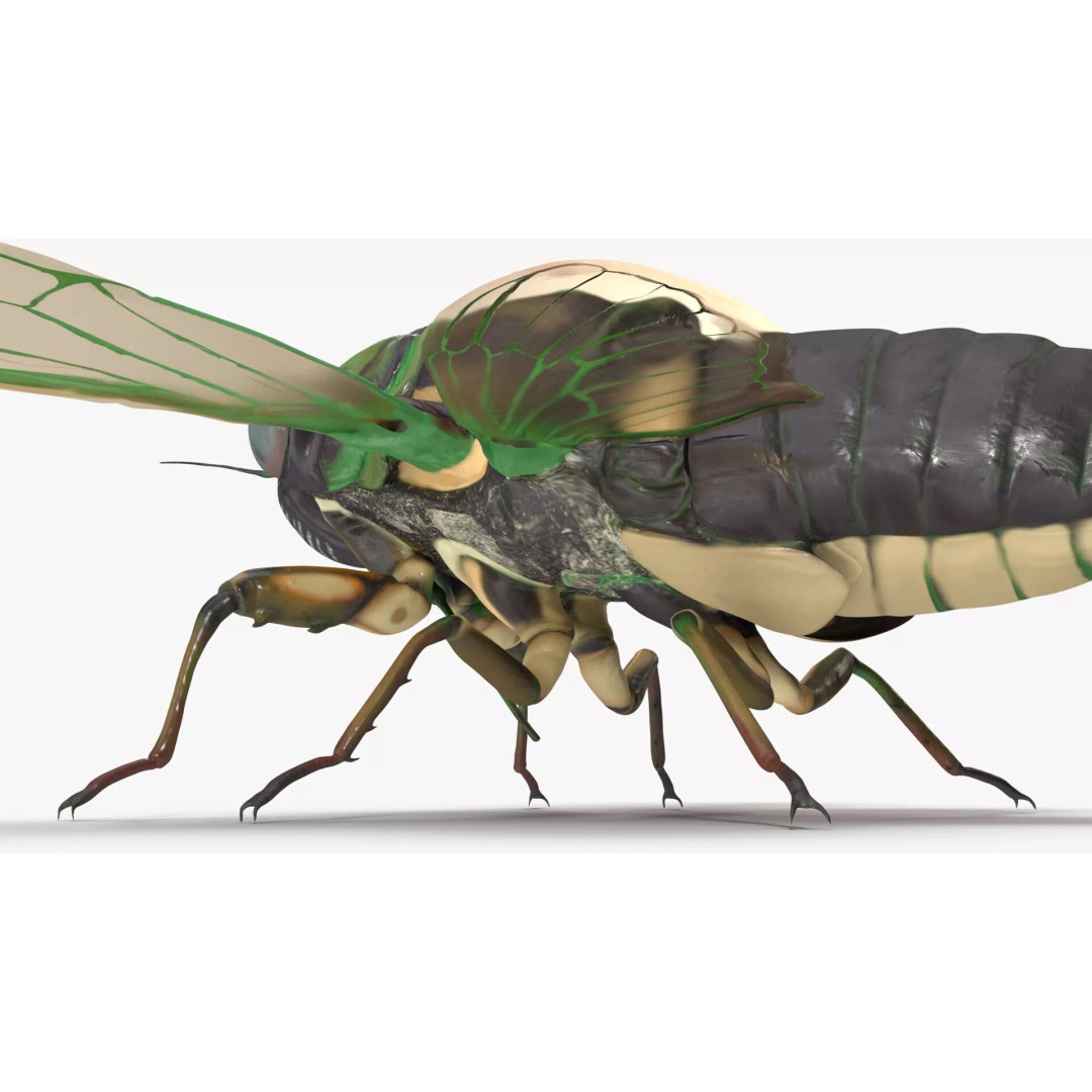 Cicada 3D Model – High Quality Polygonal Insect Asset, PBR Textures - View 16