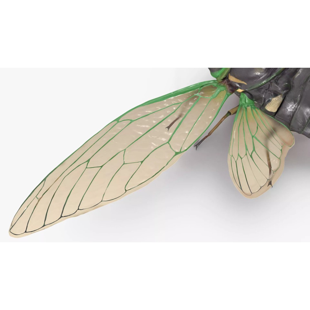Cicada 3D Model – High Quality Polygonal Insect Asset, PBR Textures - View 17