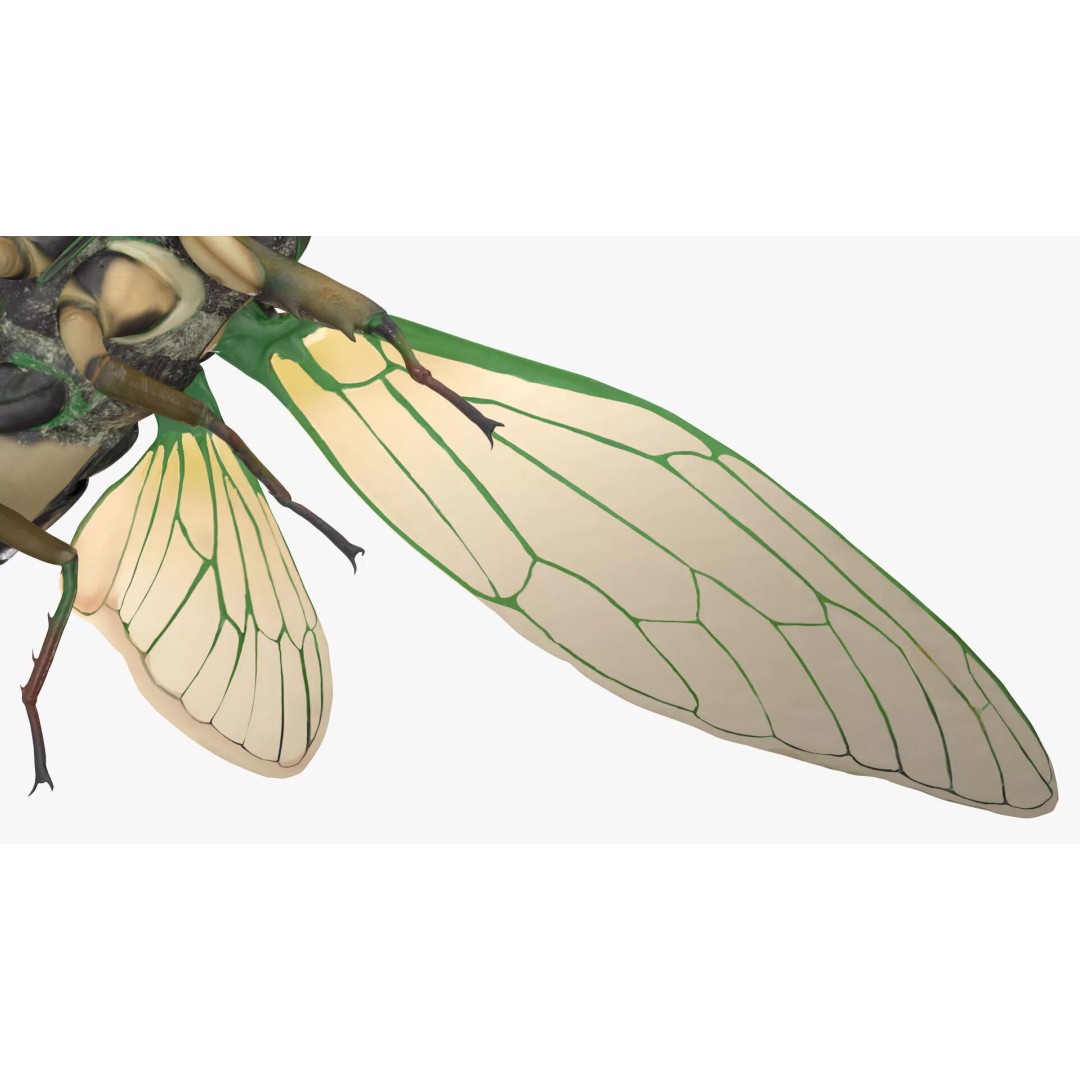 Cicada 3D Model – High Quality Polygonal Insect Asset, PBR Textures - View 18