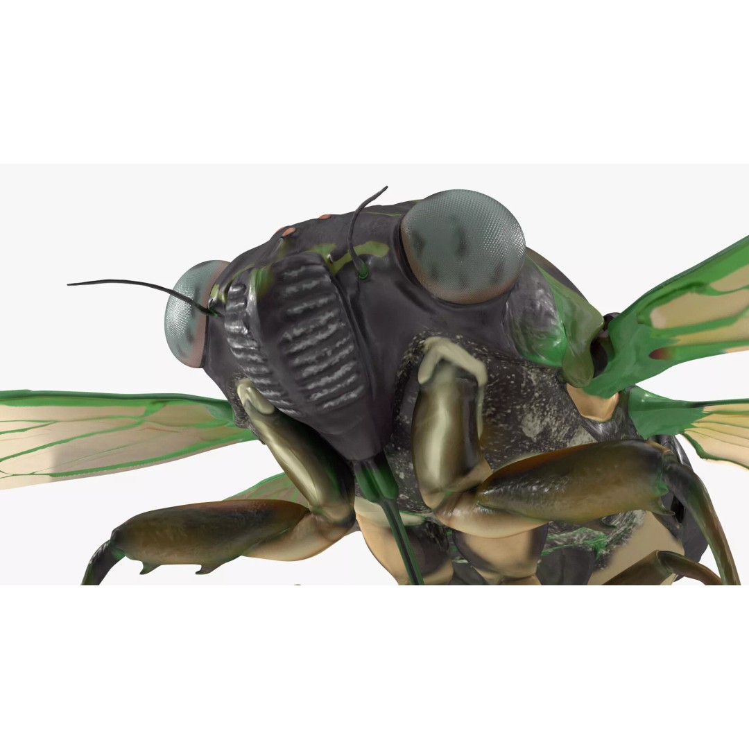 Cicada 3D Model – High Quality Polygonal Insect Asset, PBR Textures - View 19