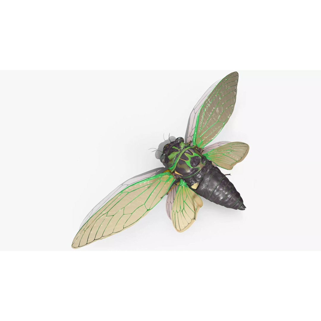 Cicada 3D Model – High Quality Polygonal Insect Asset, PBR Textures - View 2